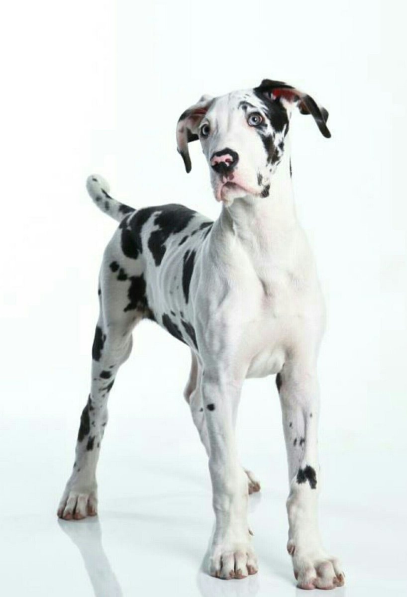 Немецкий дог Арлекин