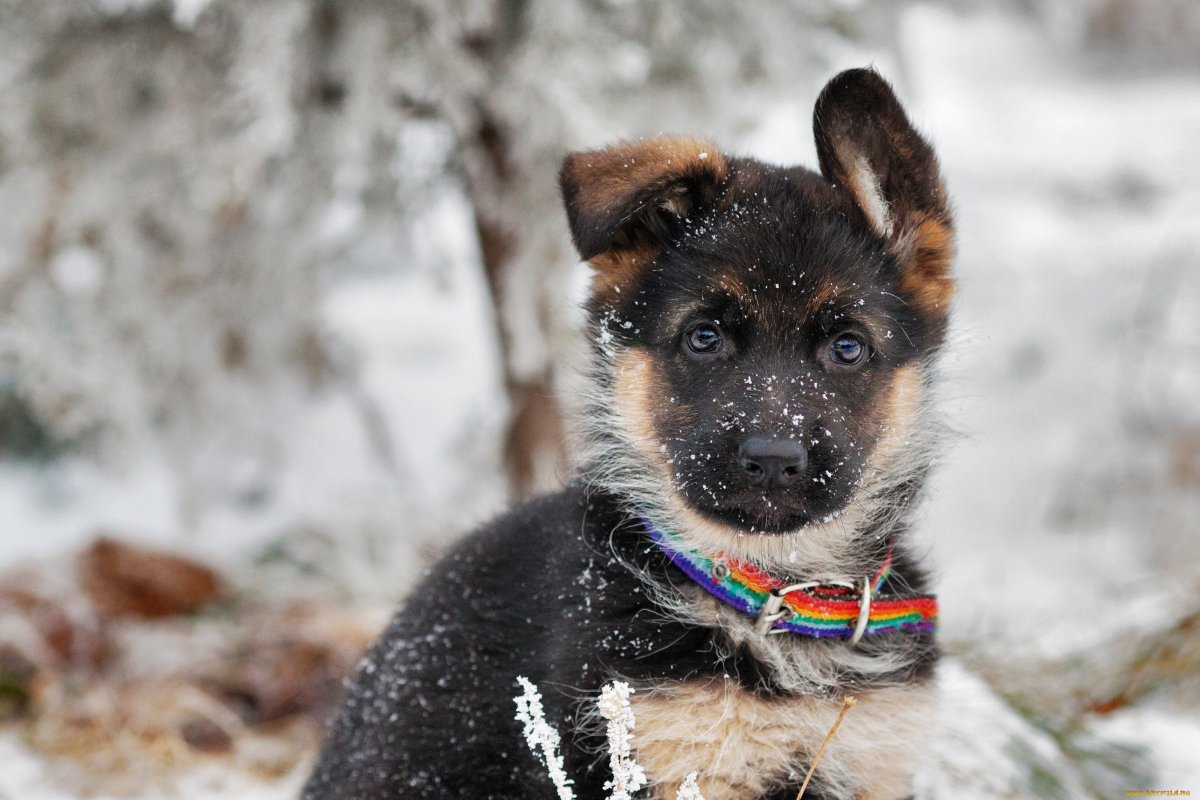 Доберман и питбуль