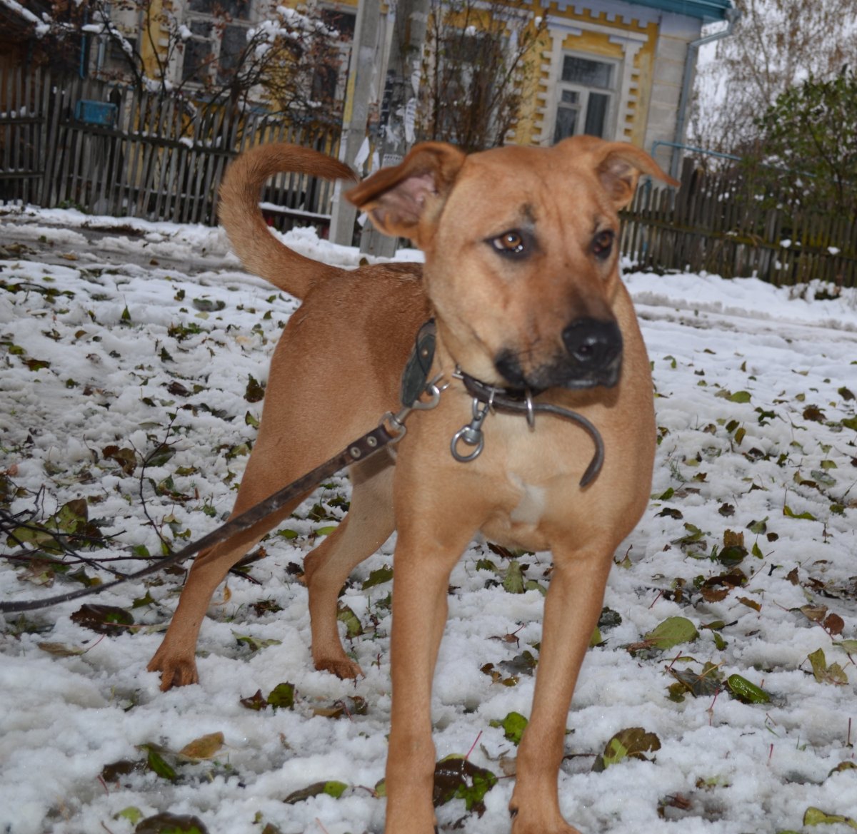 Стаффордширский терьер метис