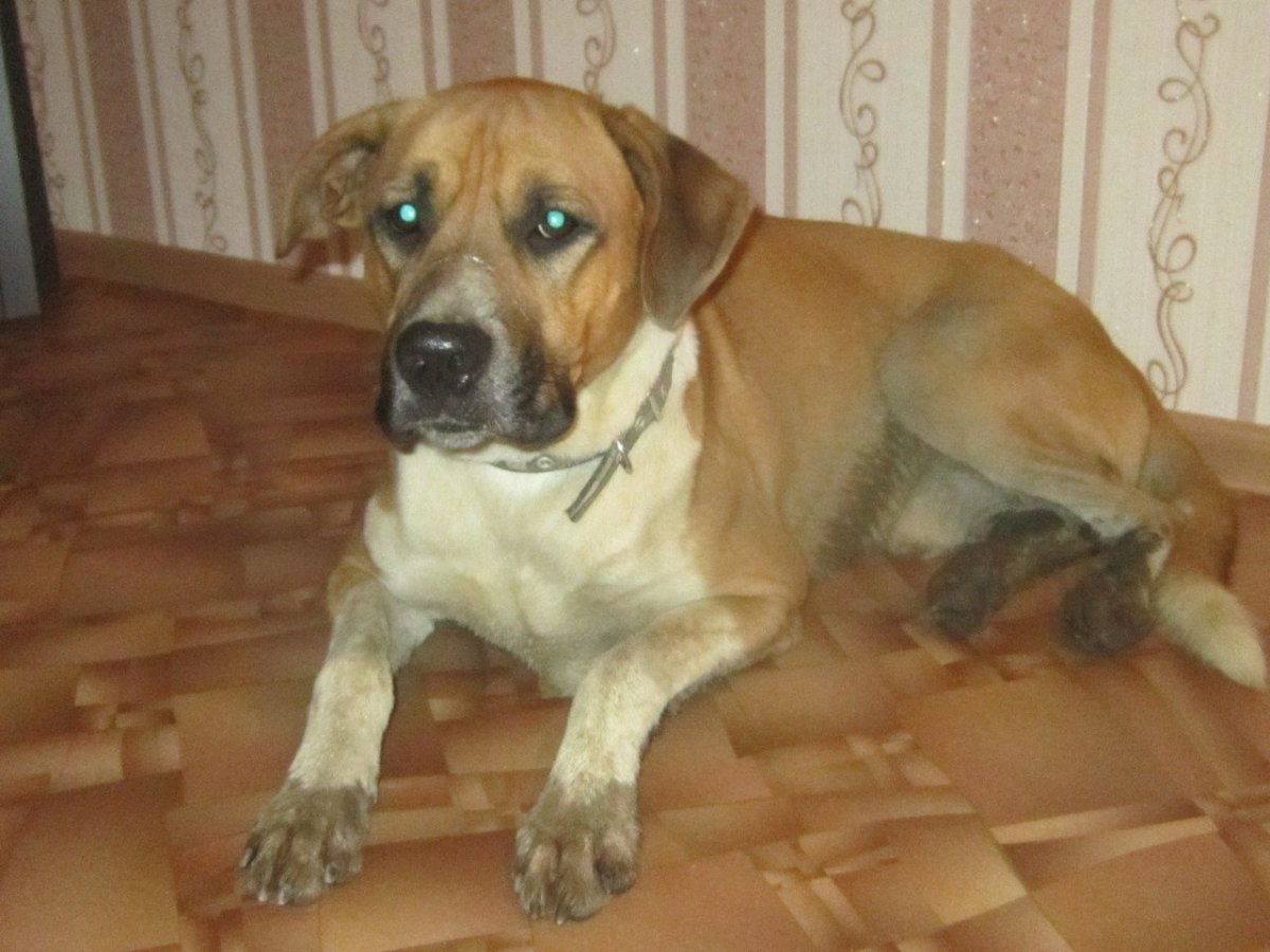 Питбуль самка