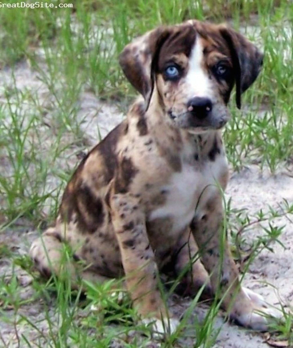 Гончая собака Арлекин