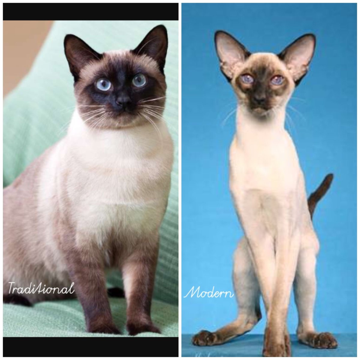 Siamese Cat vs Thai