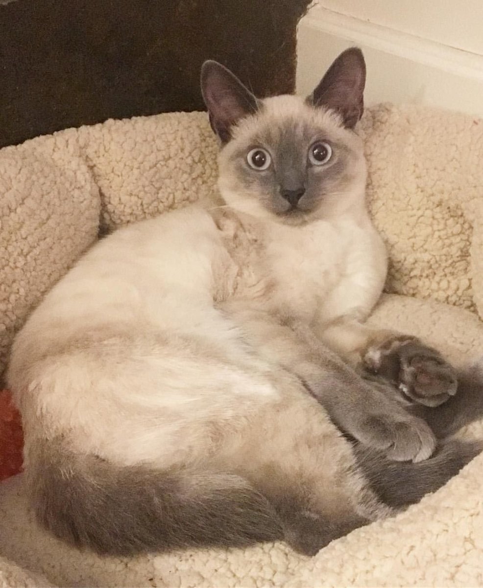 Тайский кот и сиамский кот