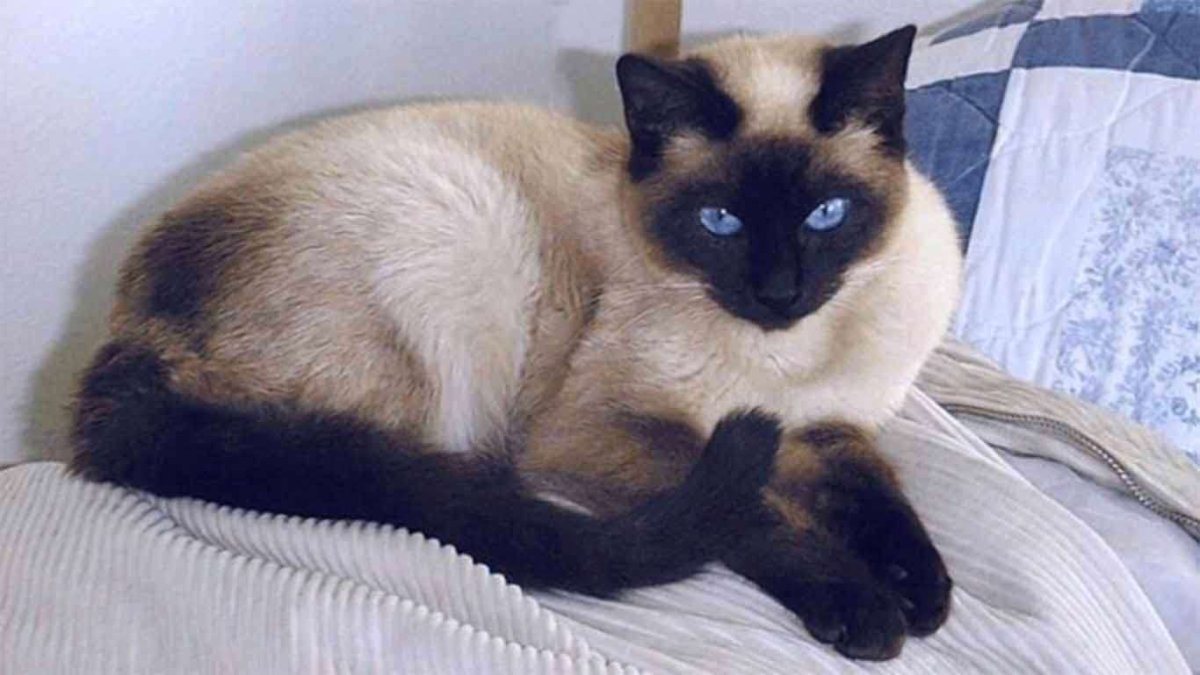 Метис сиамской кошки