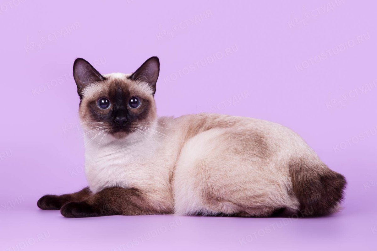 Меконгский (тайский) бобтейл