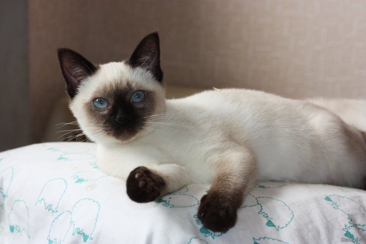 Коты тайский колор Пойнт