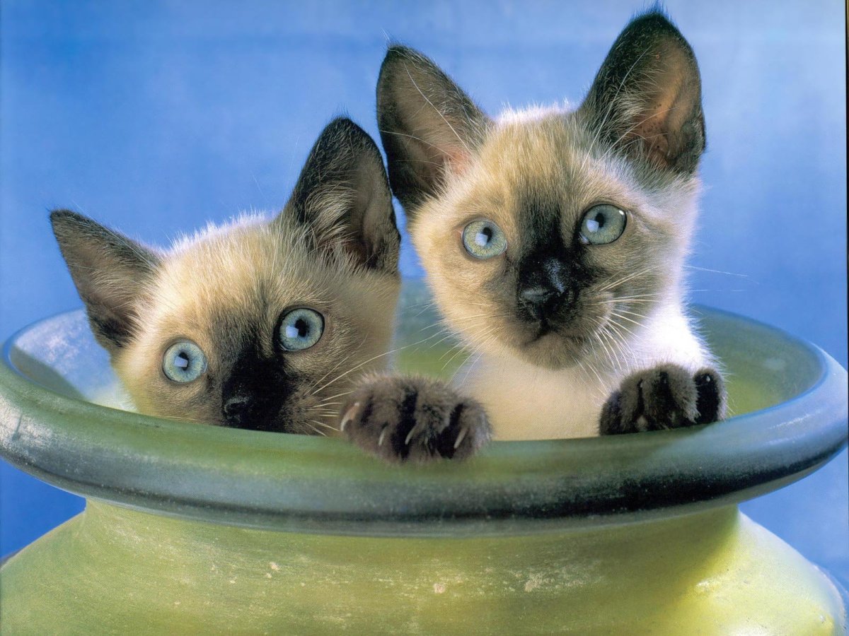Обои тайские кошки