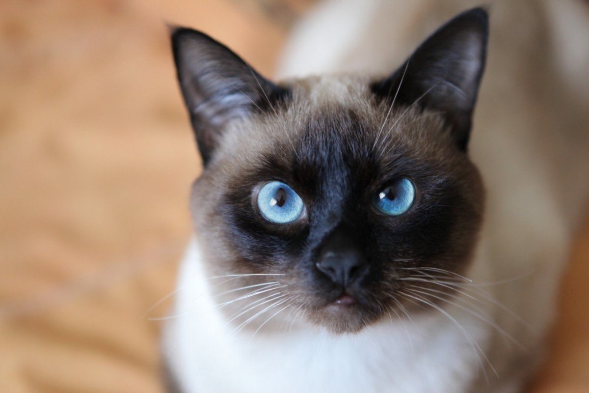 Сиамский кот Филя