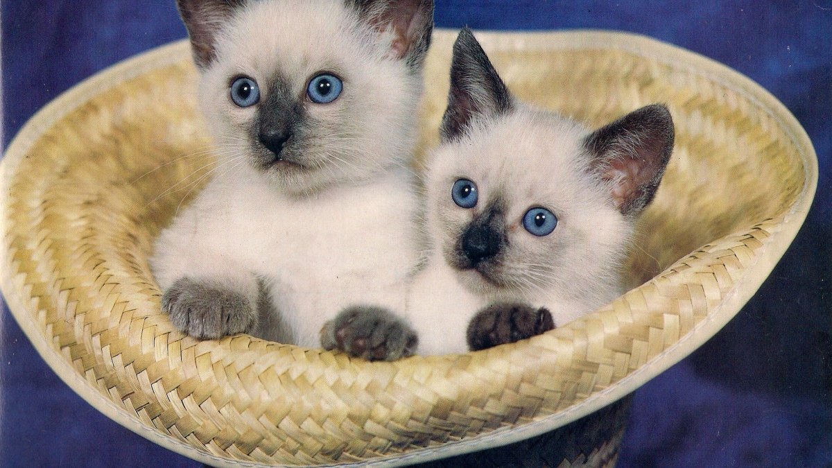 Сиамские тайские котята