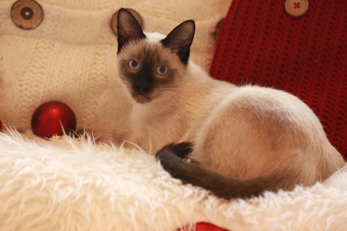 Карликовая Сиамская кошка