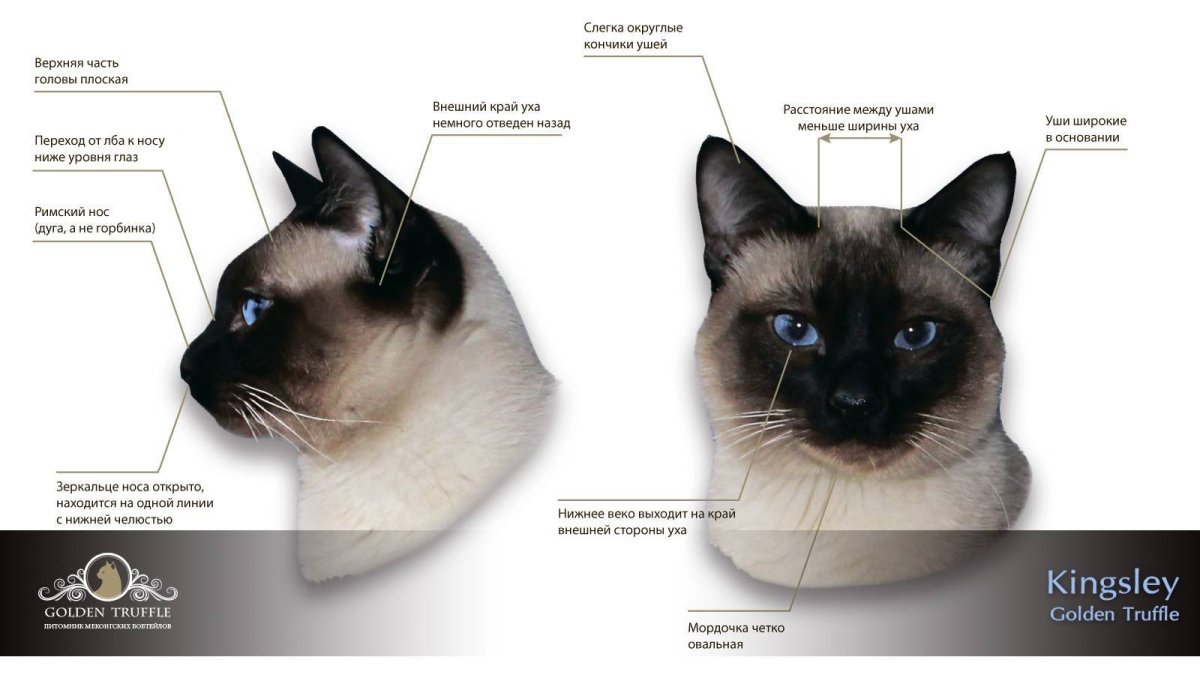 Меконгский бобтейл стандарт породы