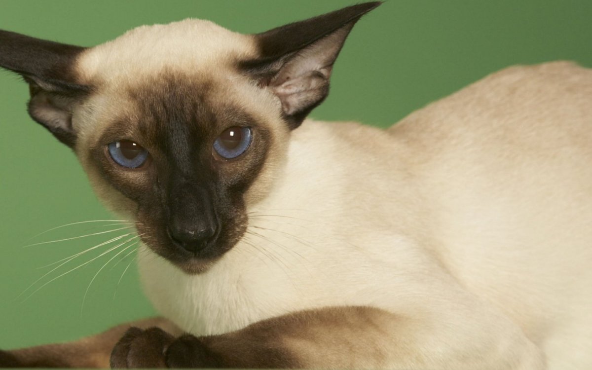 Сагва китайская Сиамская кошка