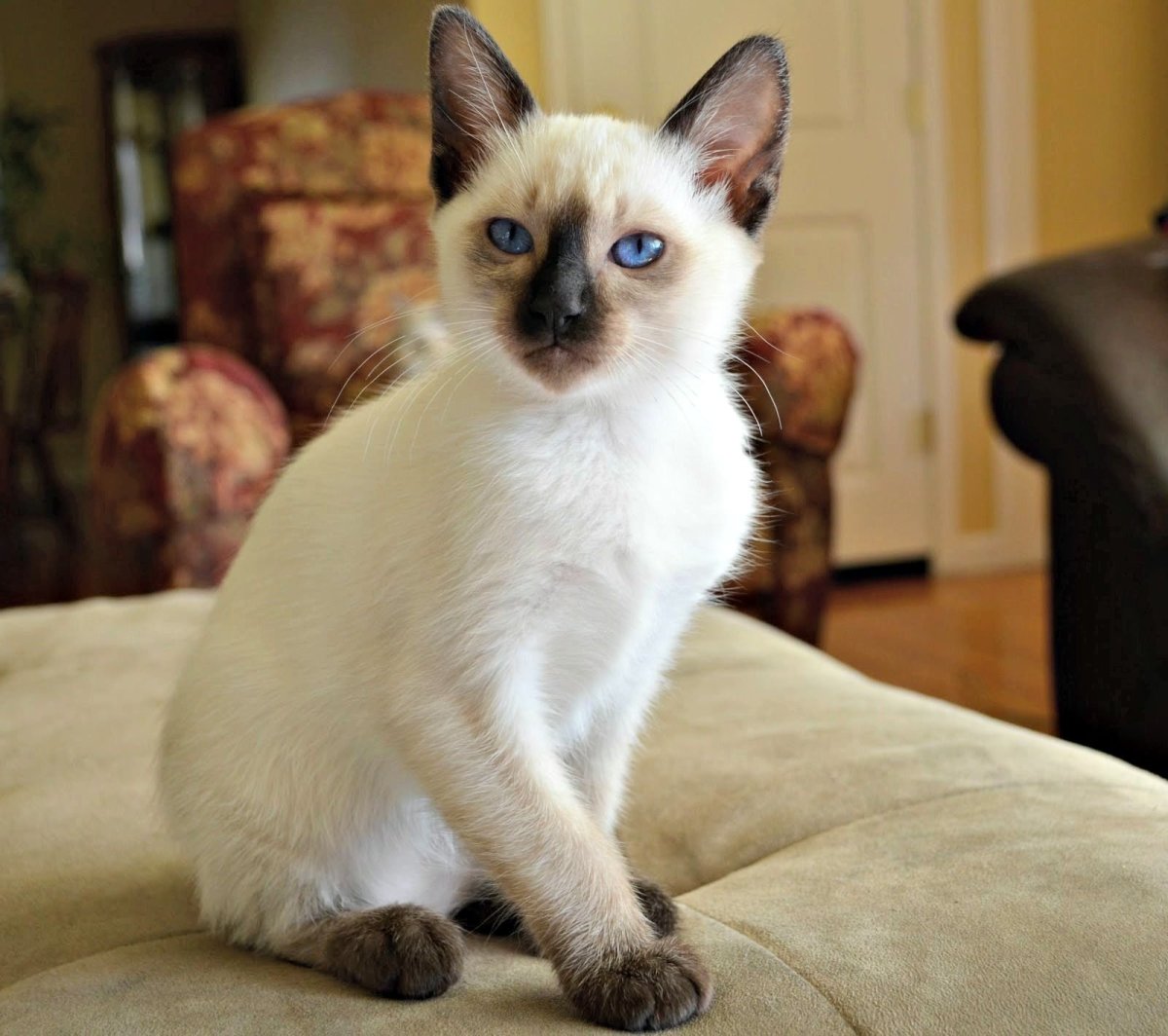 Сиамский балинезийский кот