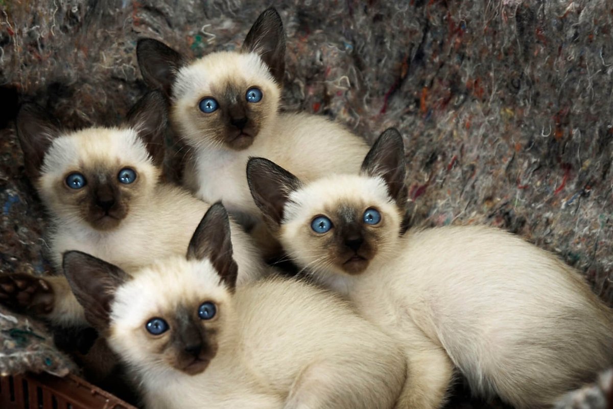 Сиамский полосатый котенок