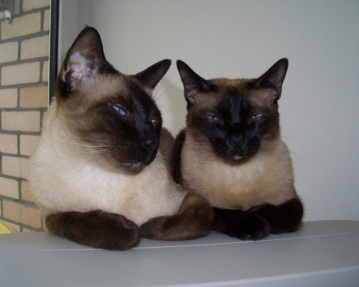 Сиамский Сноу-Шу