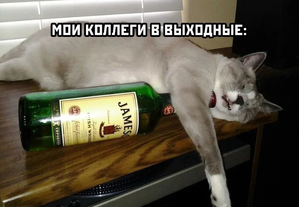 Кот с бутылкой