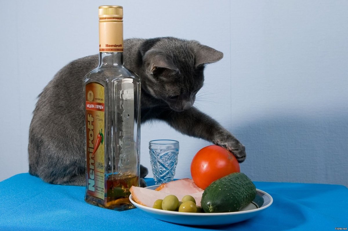 Коты с водкой