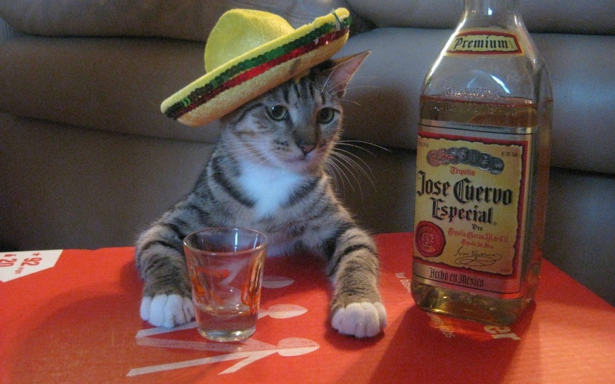 Кот в Сомбреро