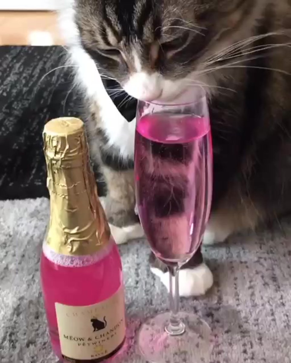 Кошачье шампанское