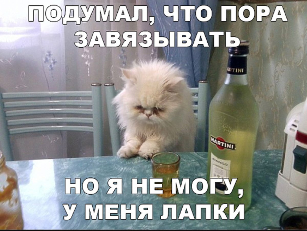 Котики и алкоголь