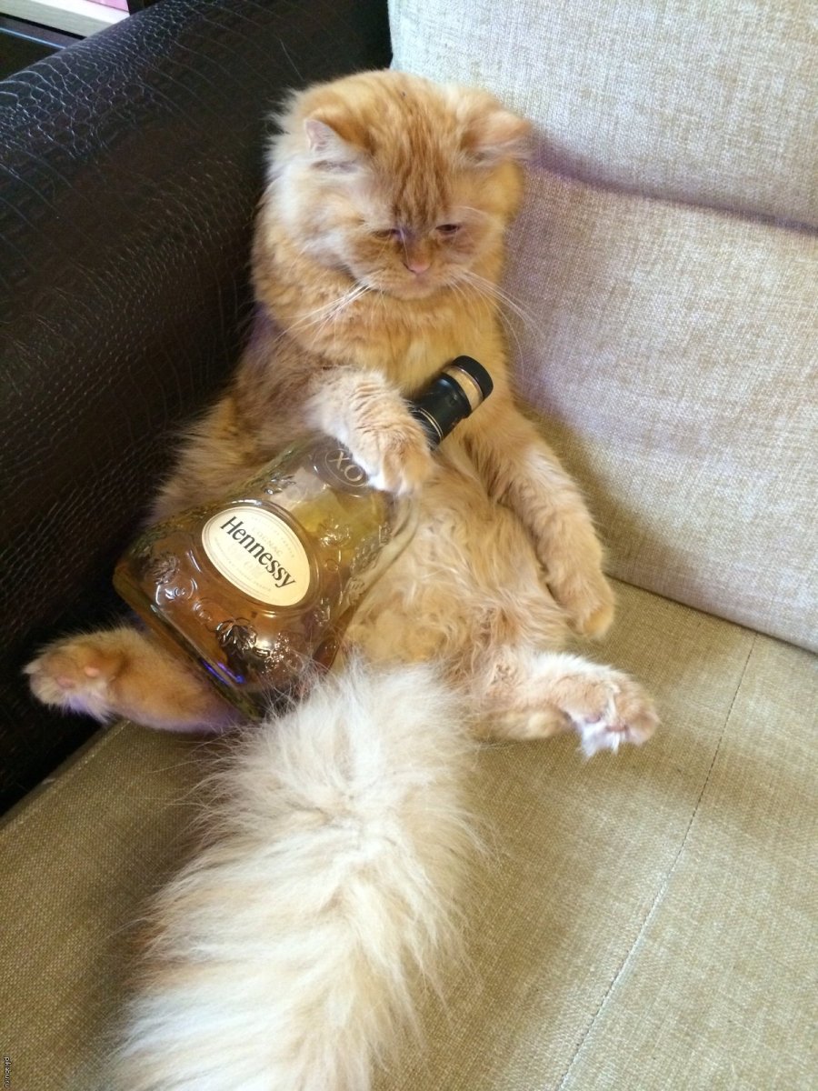 Кот алкоголик