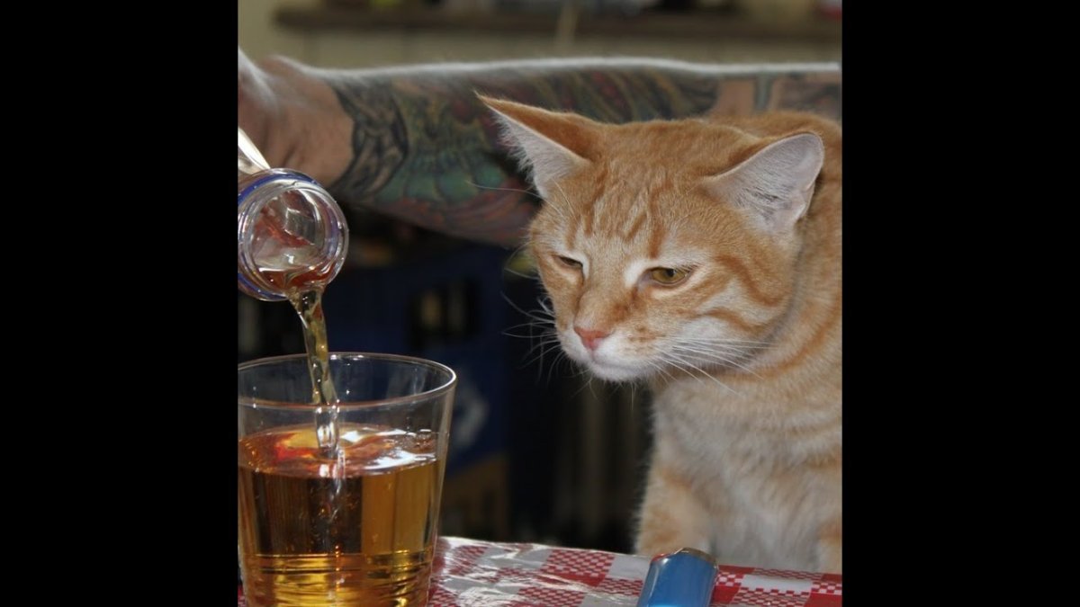 Пьяница кот горе в семье