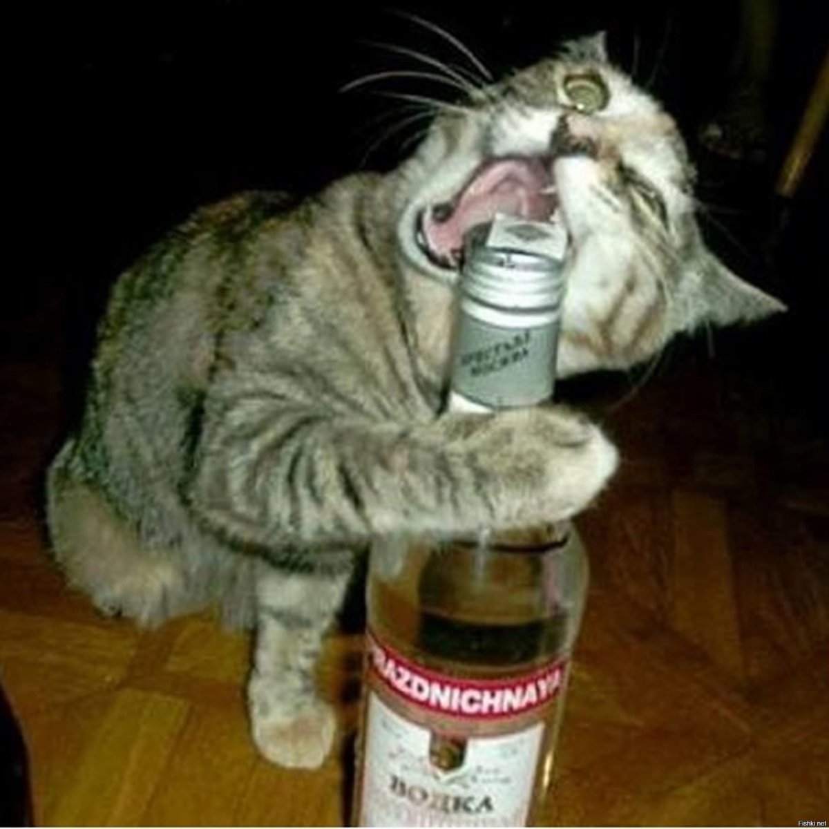 Кот бухой день рождения