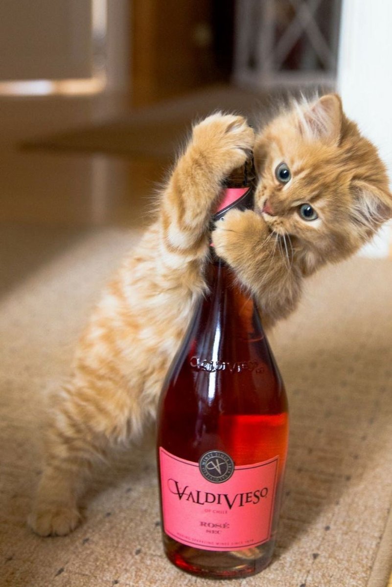 Котик с бутылкой вина