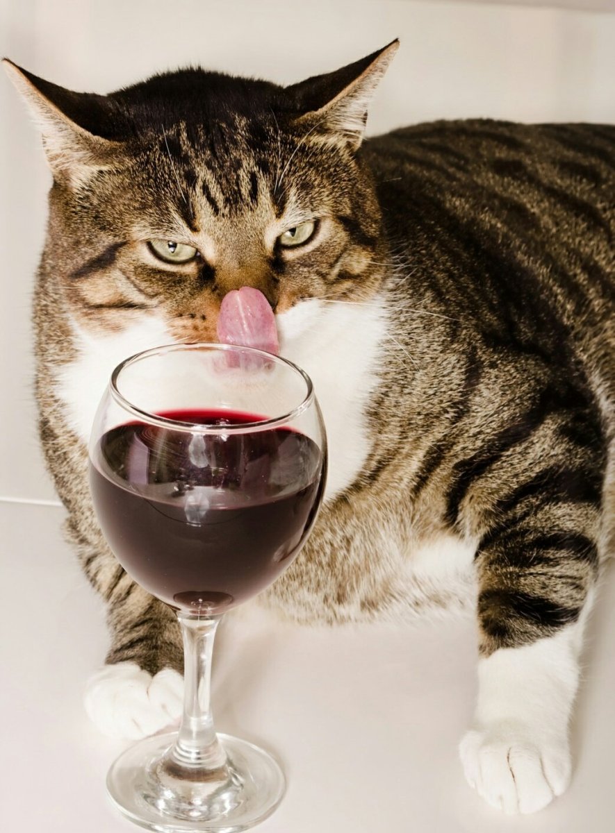 Вино для кошек