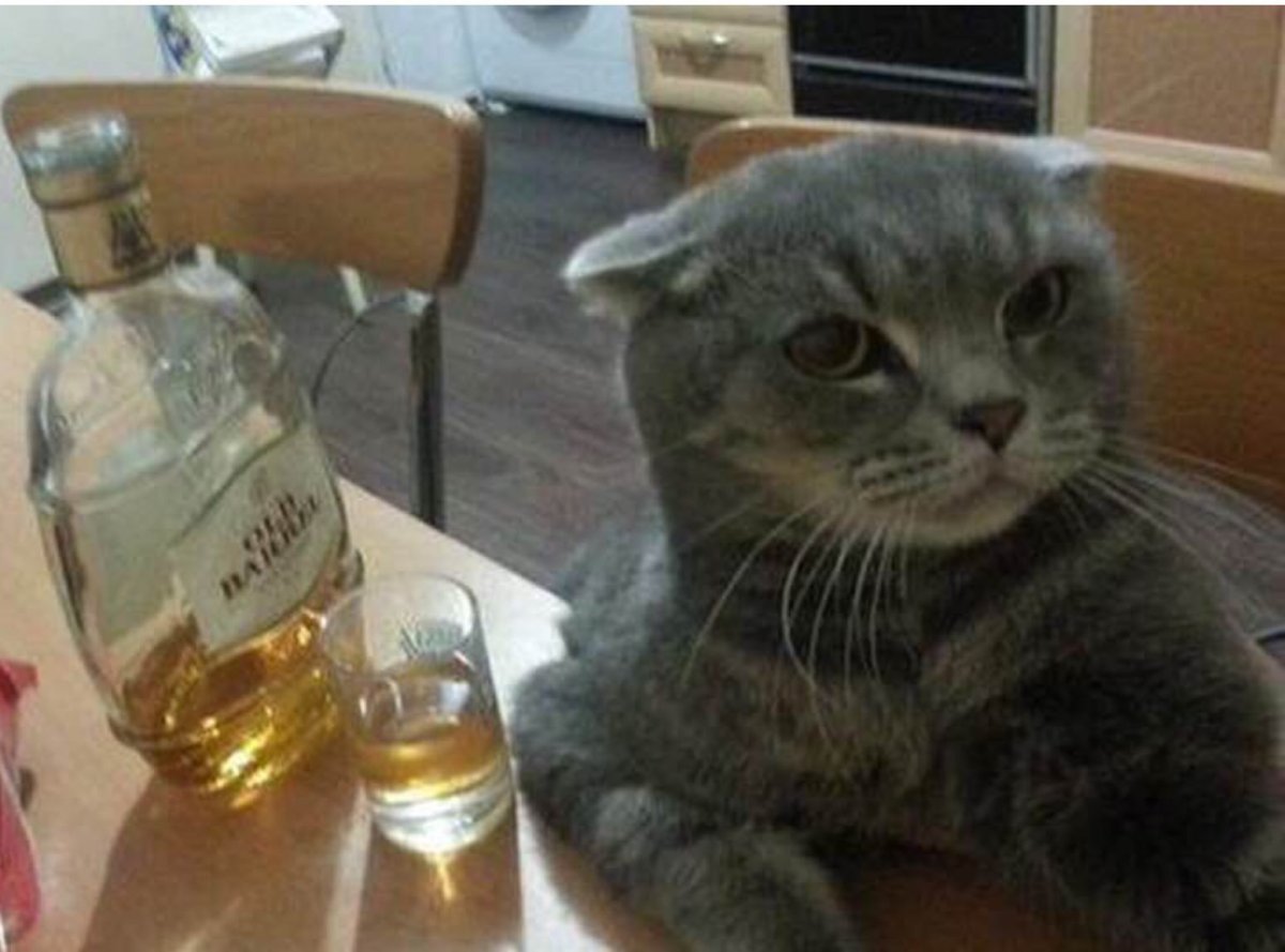 Кот с бутылкой водки