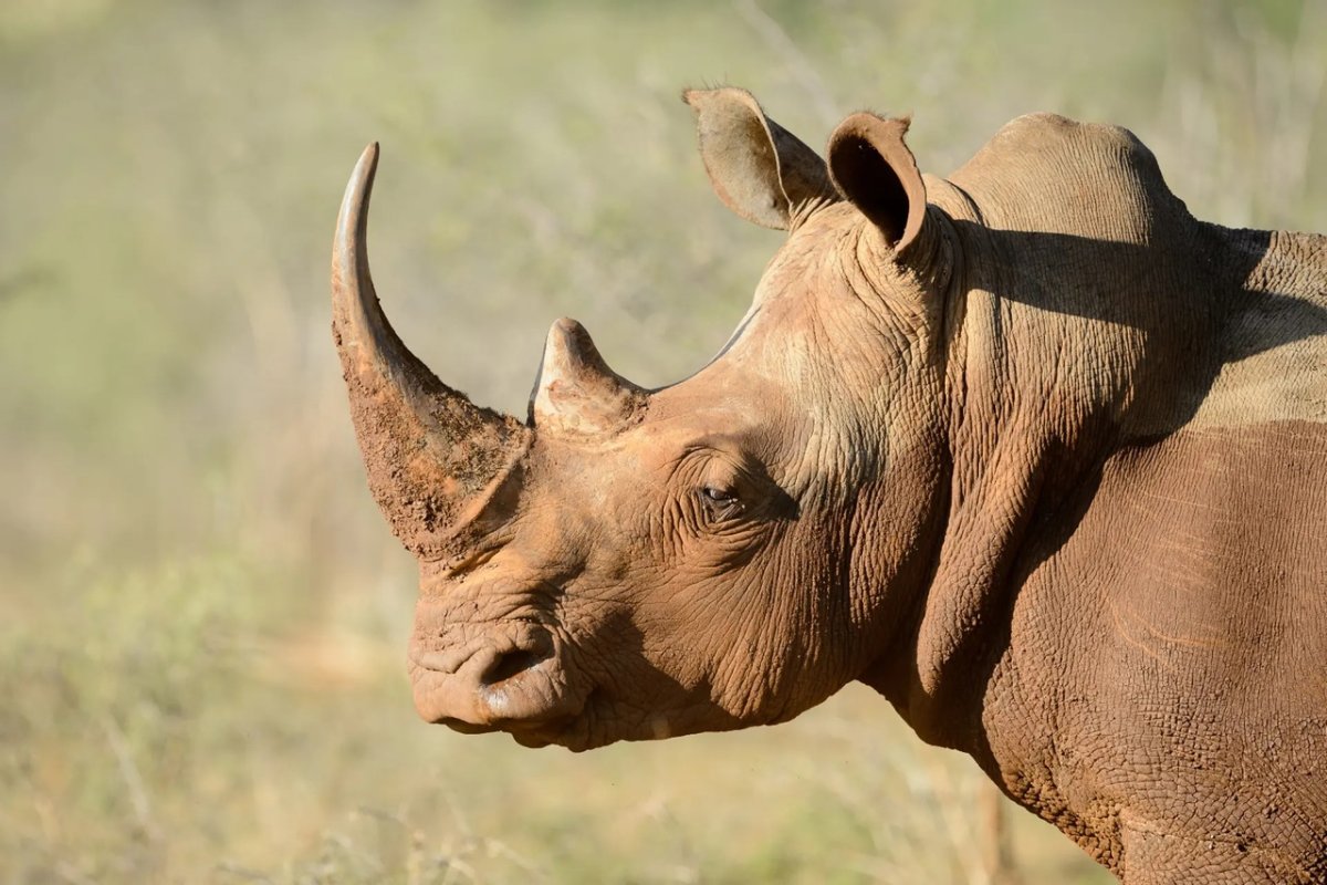 Голова носорога