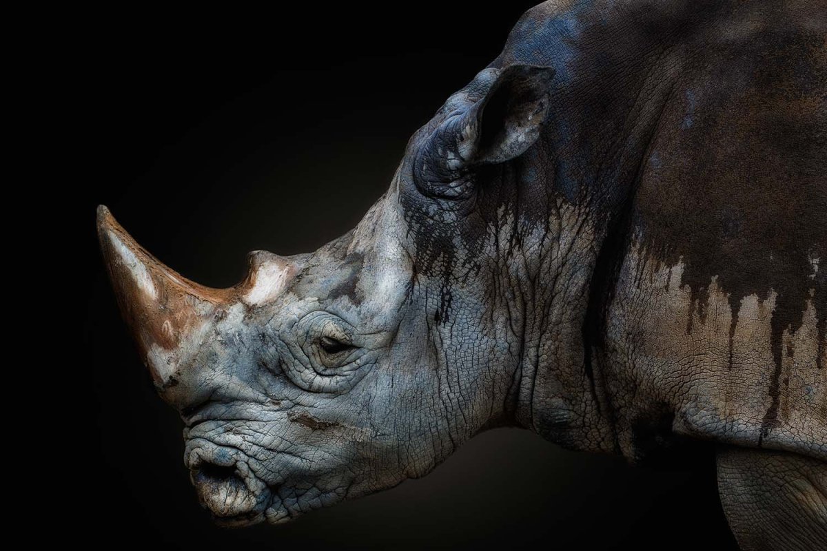 Голова носорога на стену