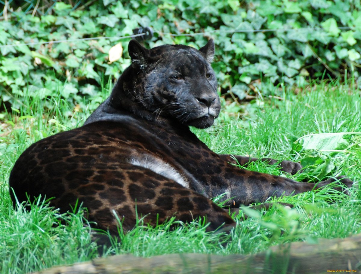 Ягуар меланист