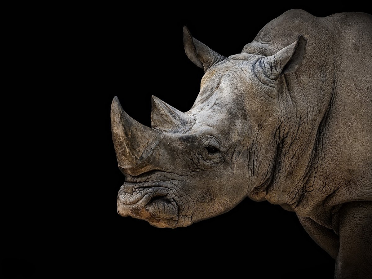 Ирина Чаронде носорог носорог