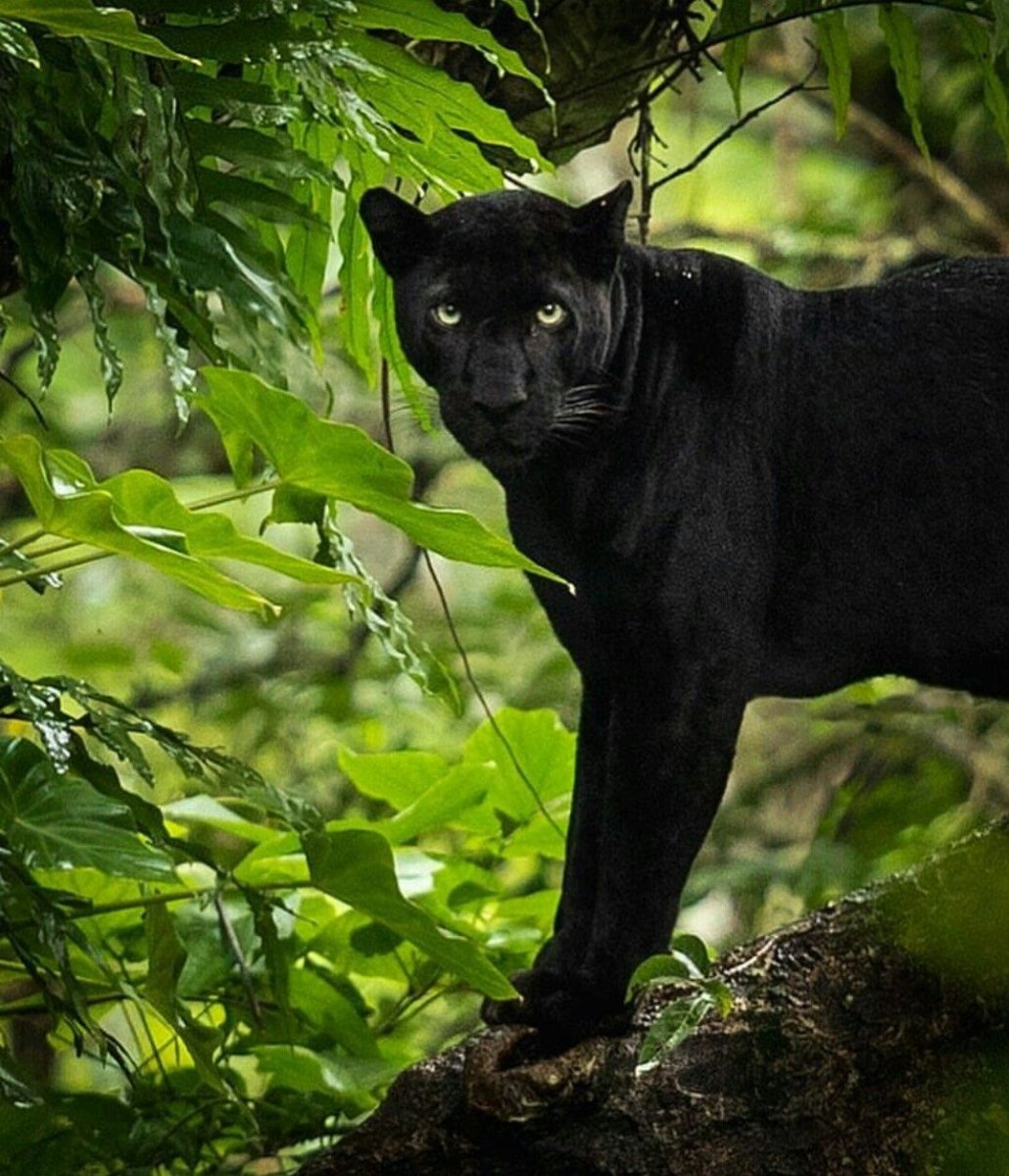 Леопард меланист