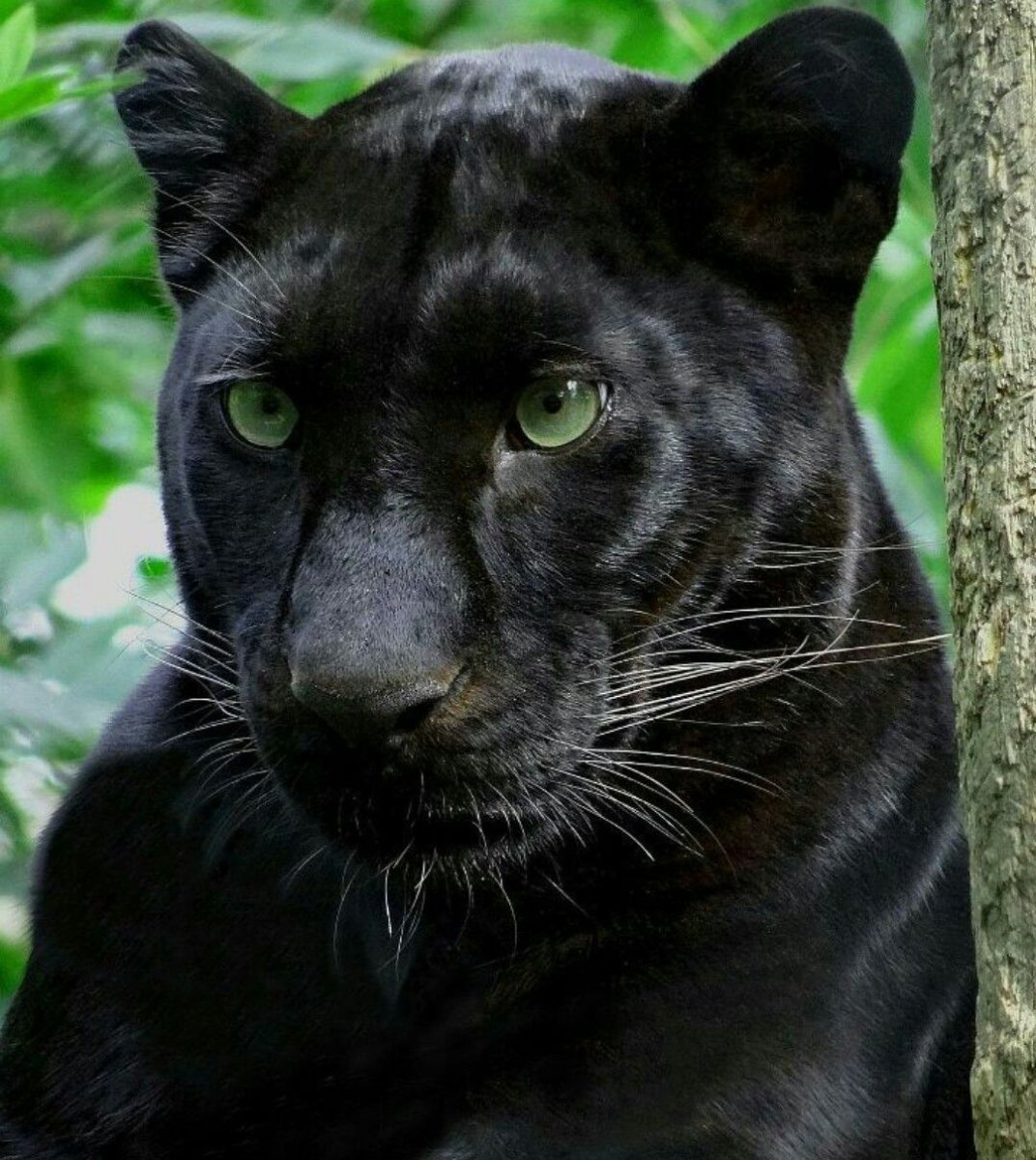 Ягуар меланист