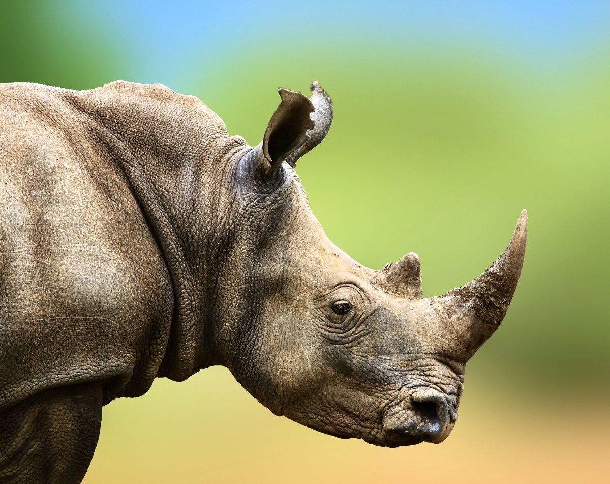 Носорог морда