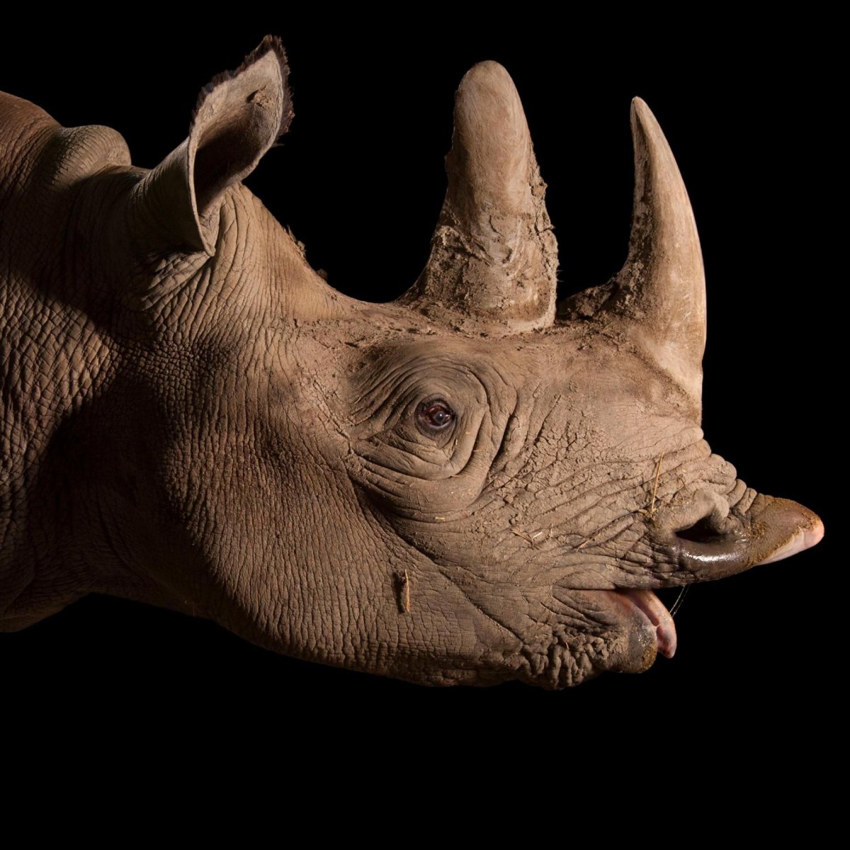 Анатомия носорога