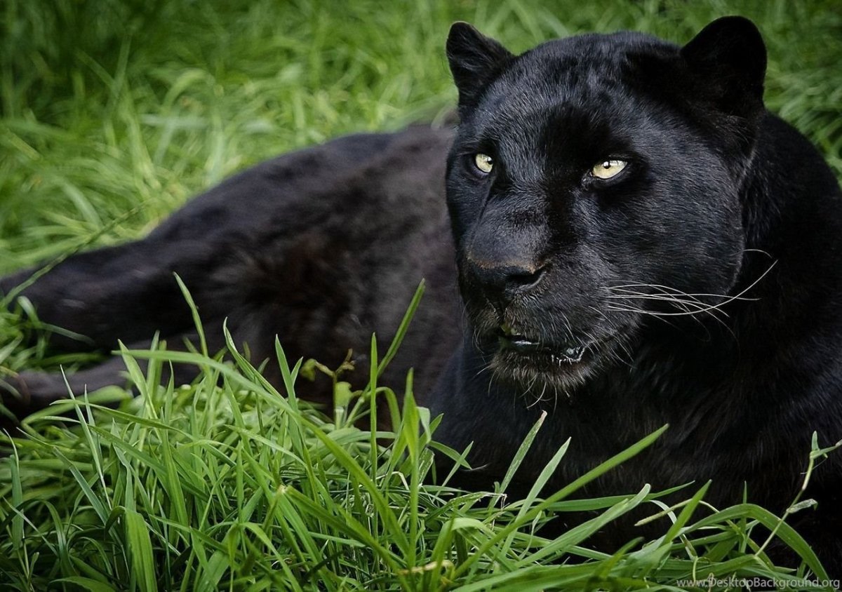 Пума животное черная