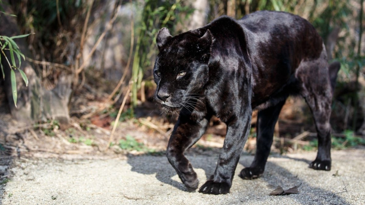 Черная пантера Ягуар меланист