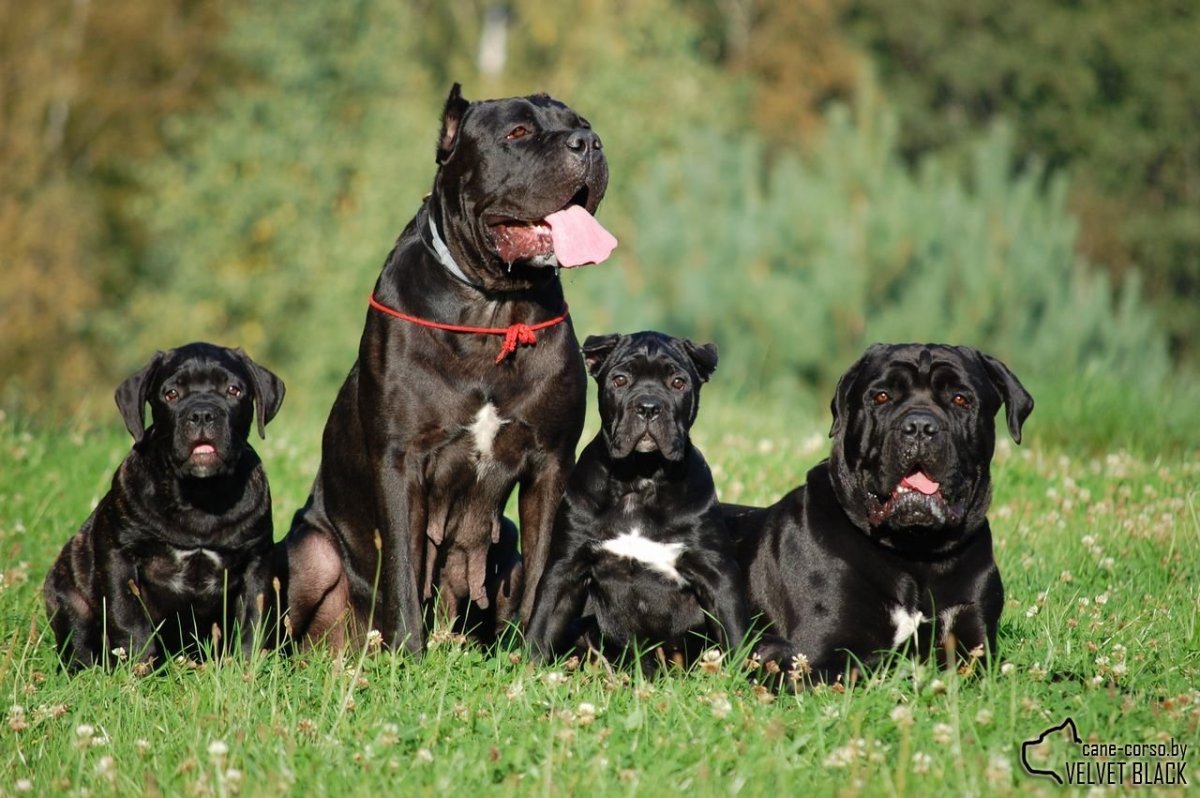 Кане Корсо самка