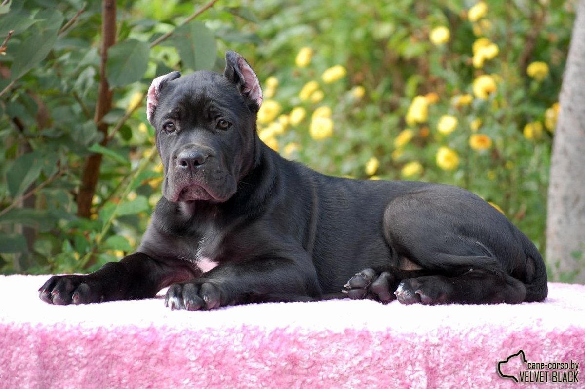 Кане Корсо собака щенок