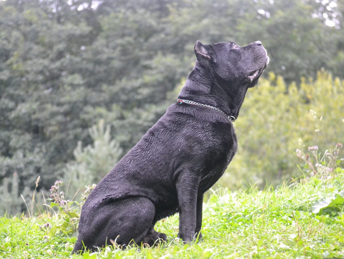 Кане Корсо голубой