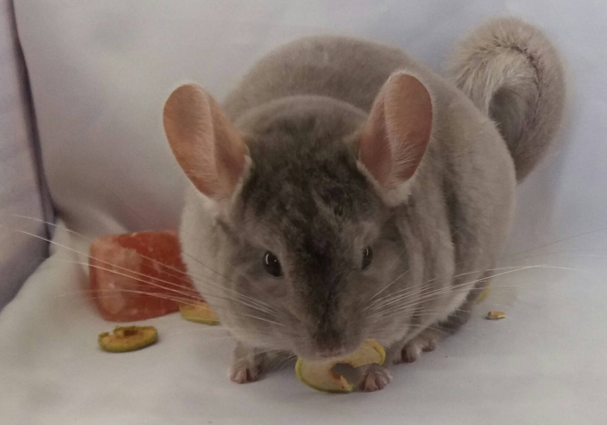 Коричневфйбархат шиншилла