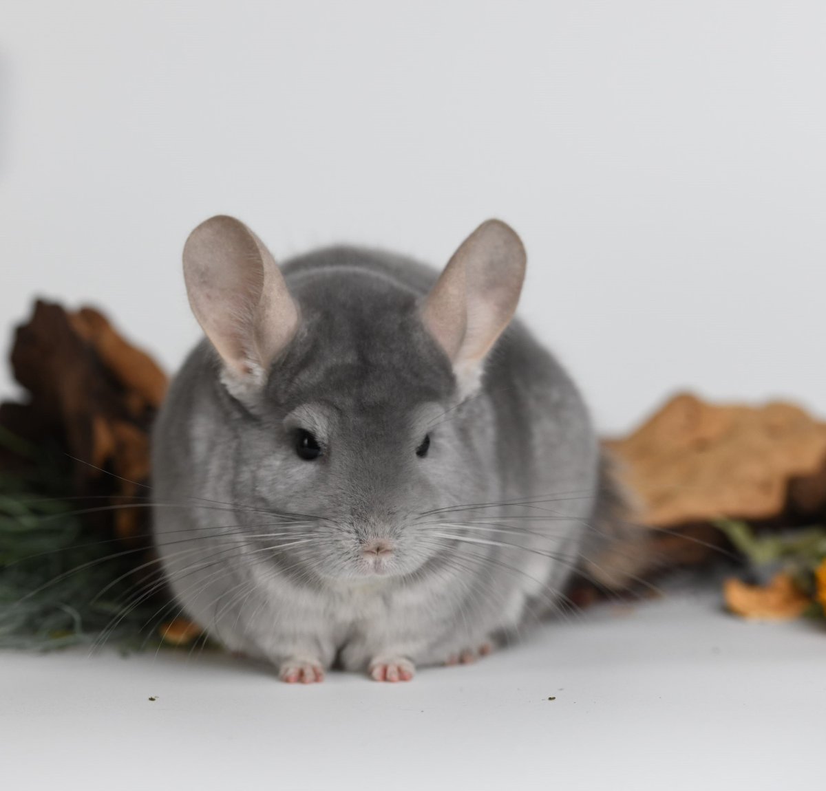 Шиншилла коричневая