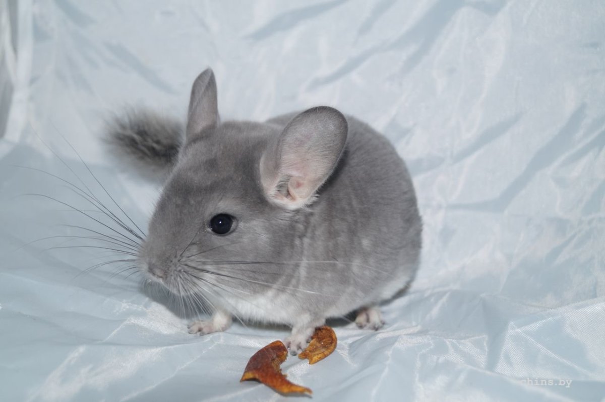 Вильсон эбони шиншилла