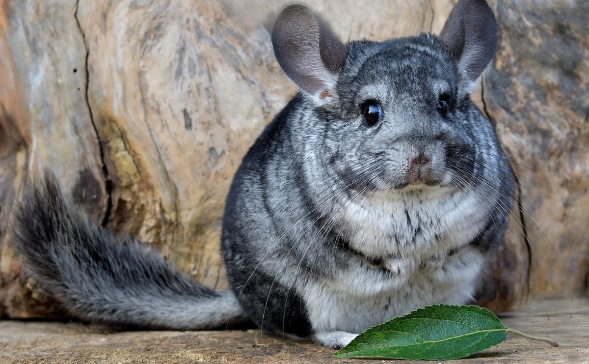 Удивленная шиншилла