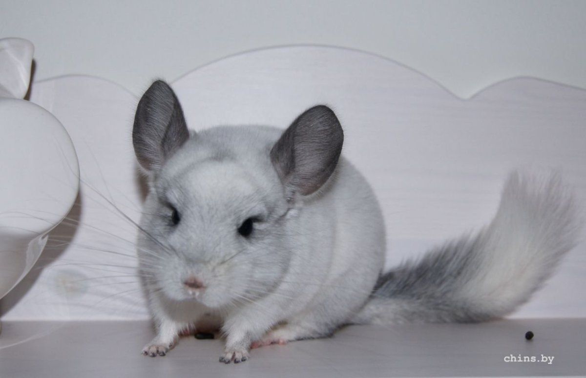 Шиншилла Chinchilla lanigera