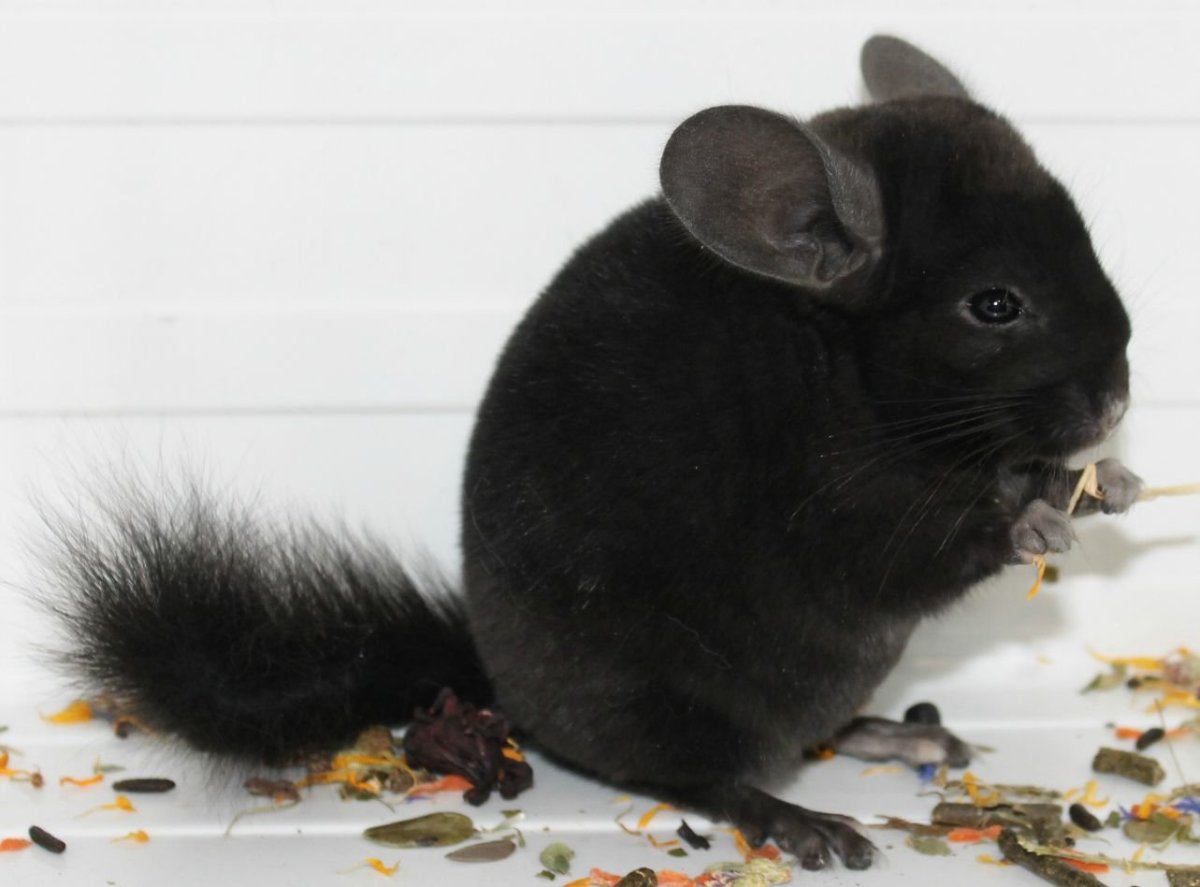 Малая длиннохвостая шиншилла