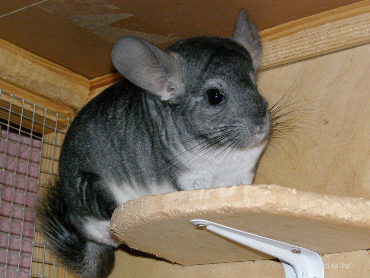 Шиншилла агути